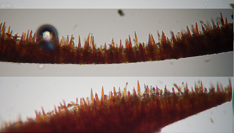 Lignicolo su pino - foto 3139 (Hymenochaete rubiginosa)